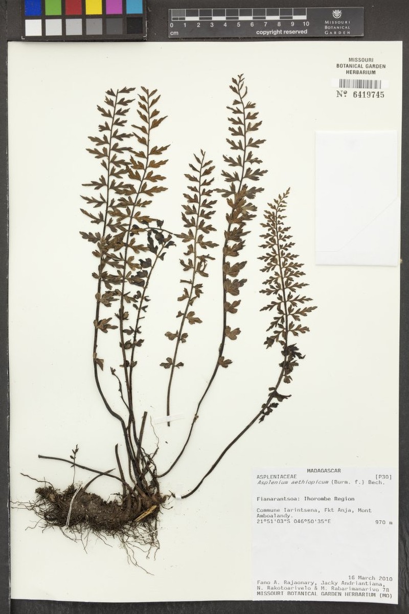 Asplenium pseudostuhlmannii photo 3