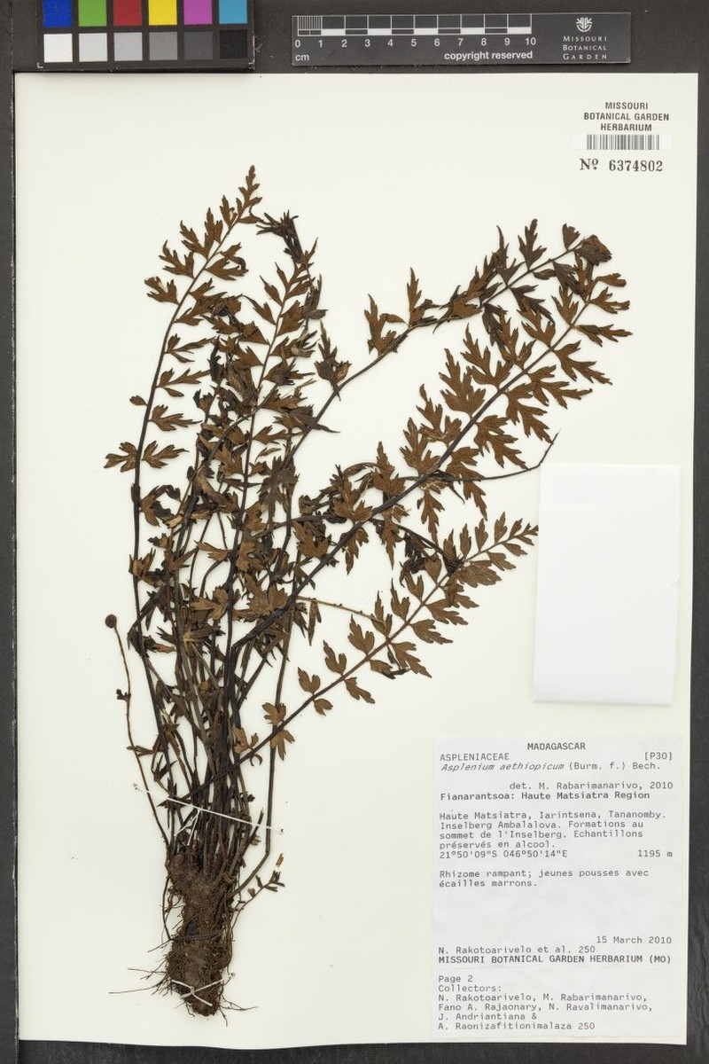 Asplenium pseudostuhlmannii photo 4