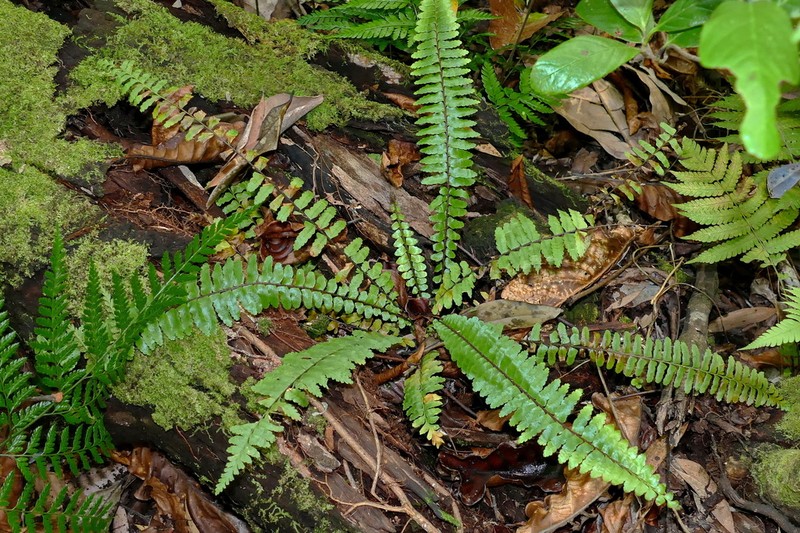 Asplenium pseudotenerum