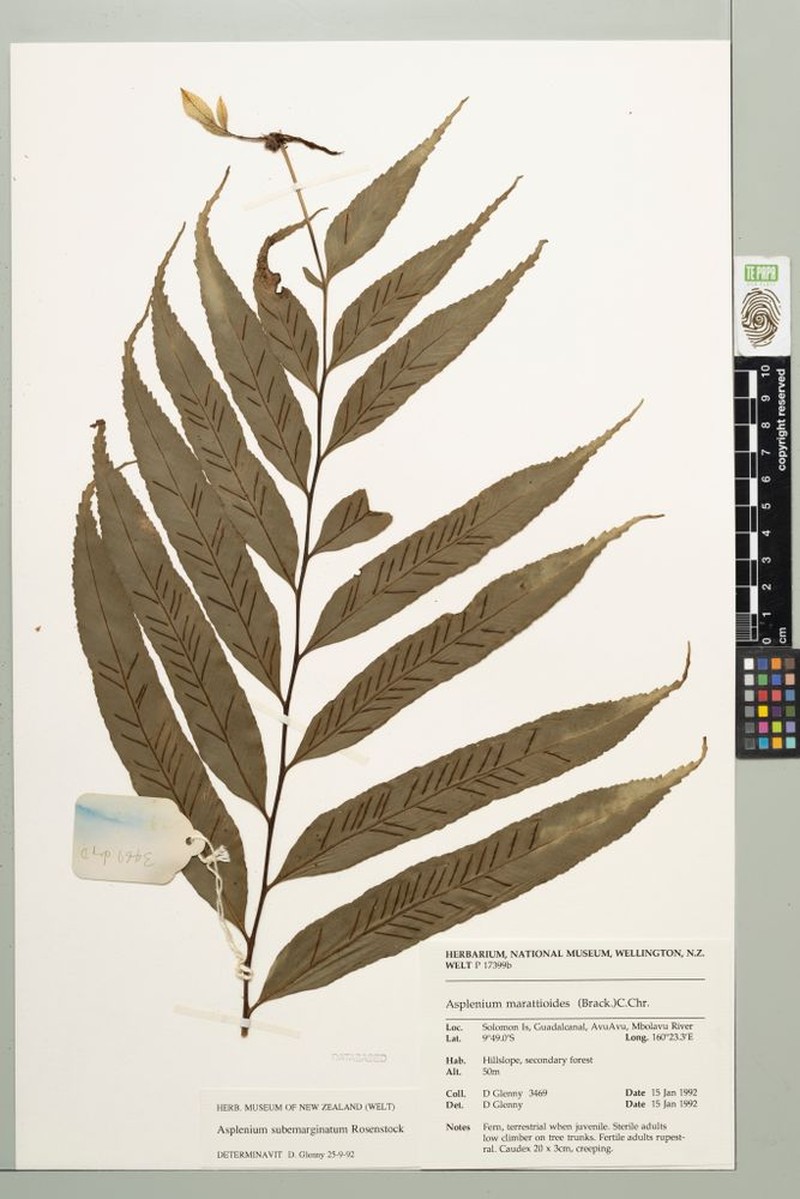 Asplenium pseudovulcanicum photo 3