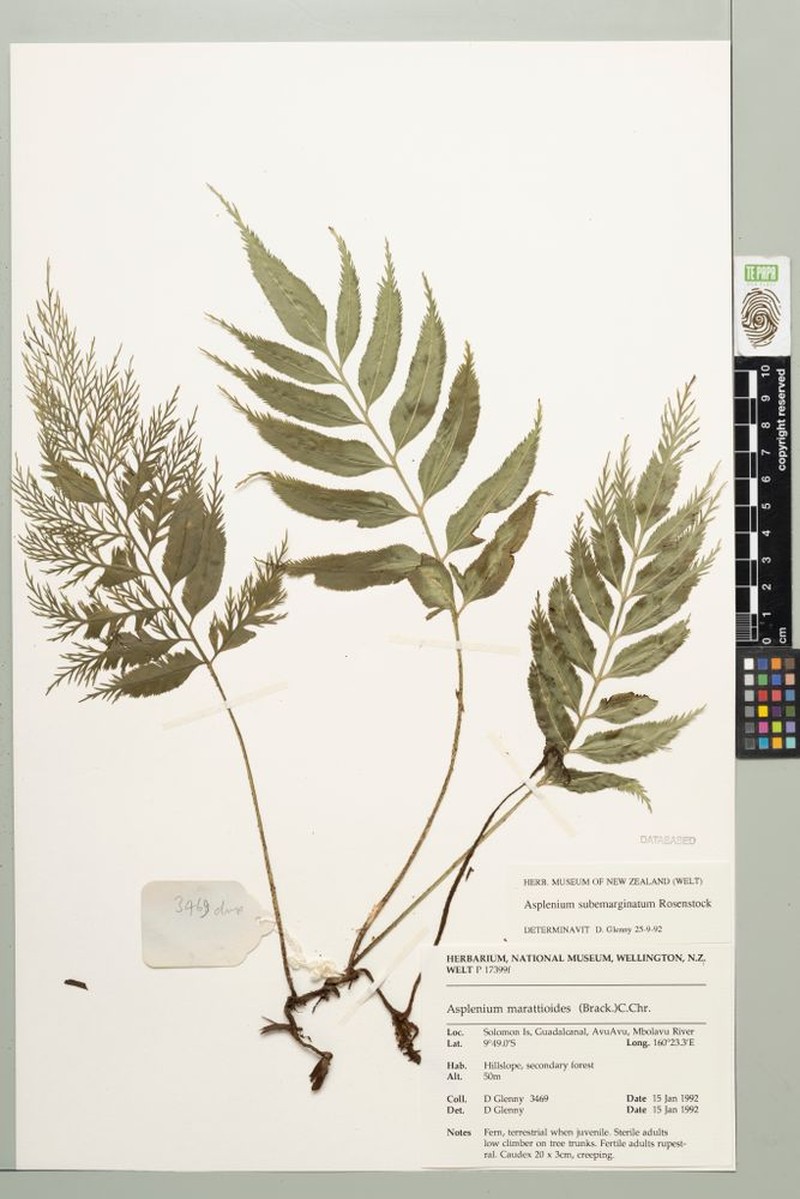 Asplenium pseudovulcanicum photo 4