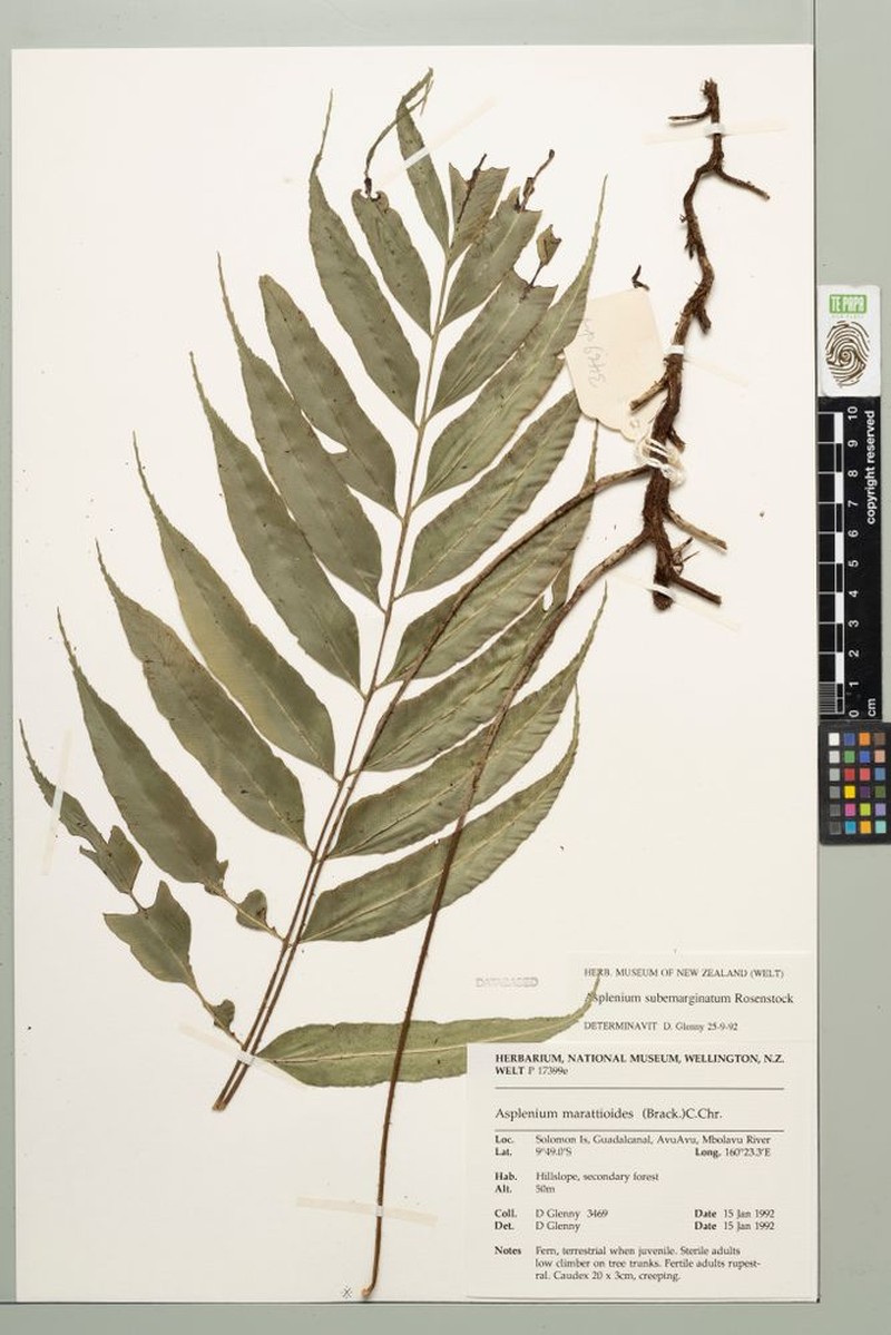 Asplenium pseudovulcanicum photo 6