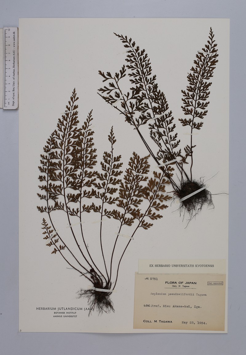Asplenium pseudowilfordii