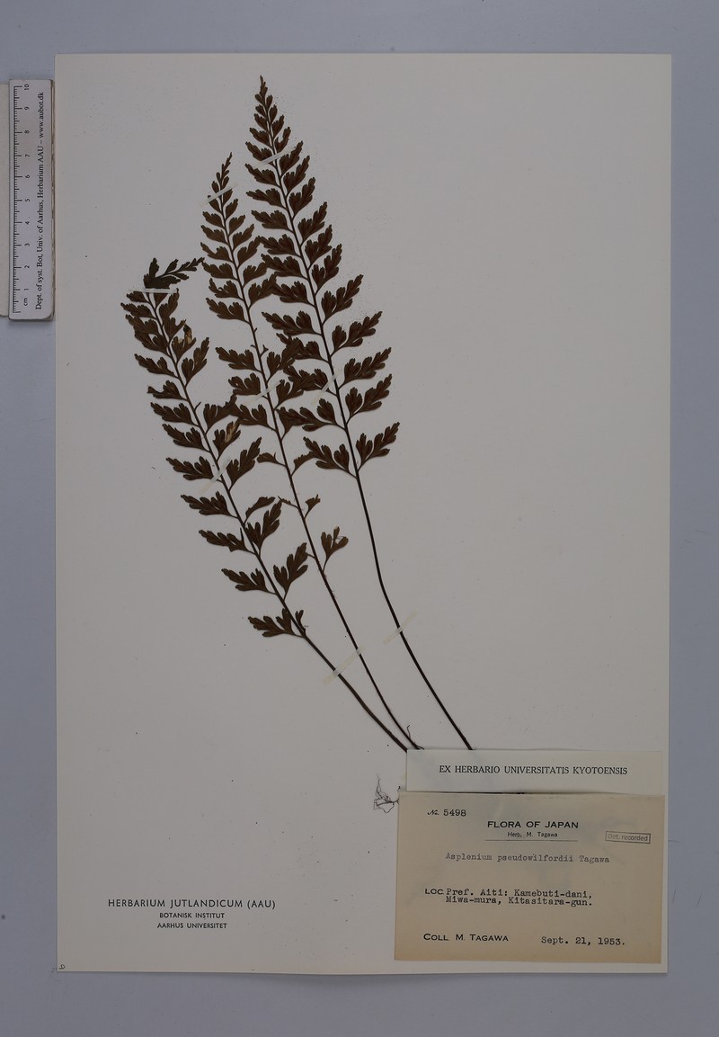 Asplenium pseudowilfordii photo 2