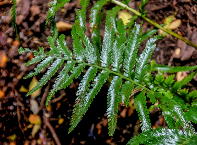 Asplenium pteridoides