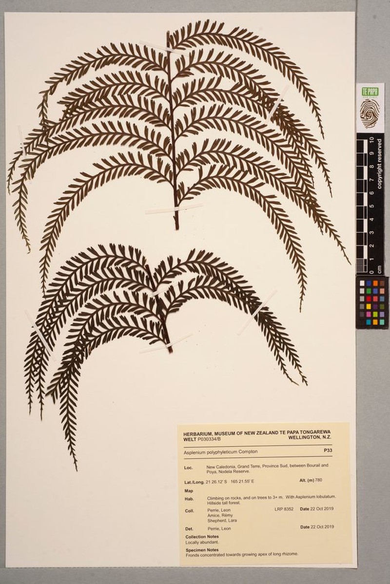 Asplenium pteridoides photo 2