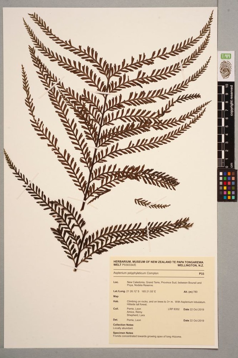 Asplenium pteridoides photo 3