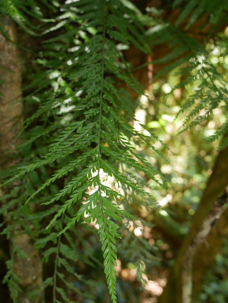 Asplenium pteridoides photo 4