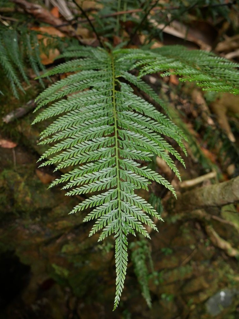 Asplenium pteridoides photo 5