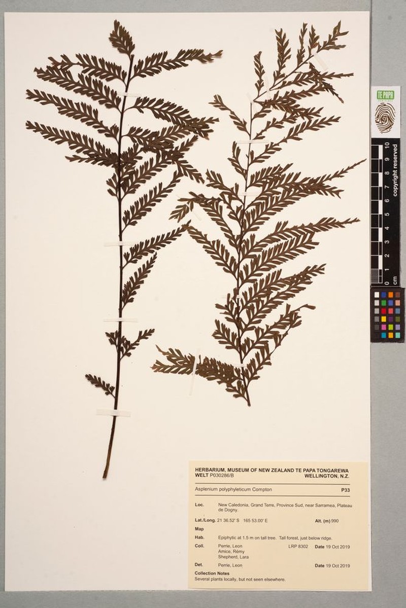 Asplenium pteridoides photo 6