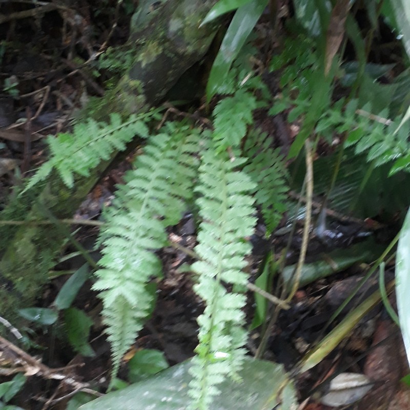 West Indian Spleenwort