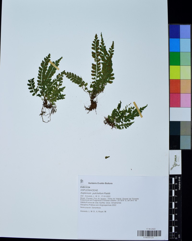 Asplenium pulchellum photo 3