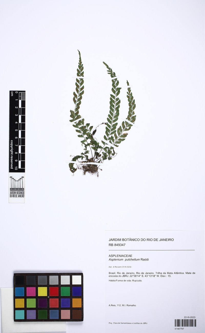 Asplenium pulchellum