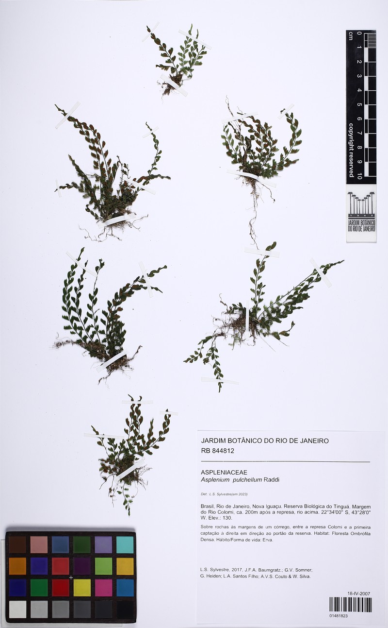 Asplenium pulchellum photo 2
