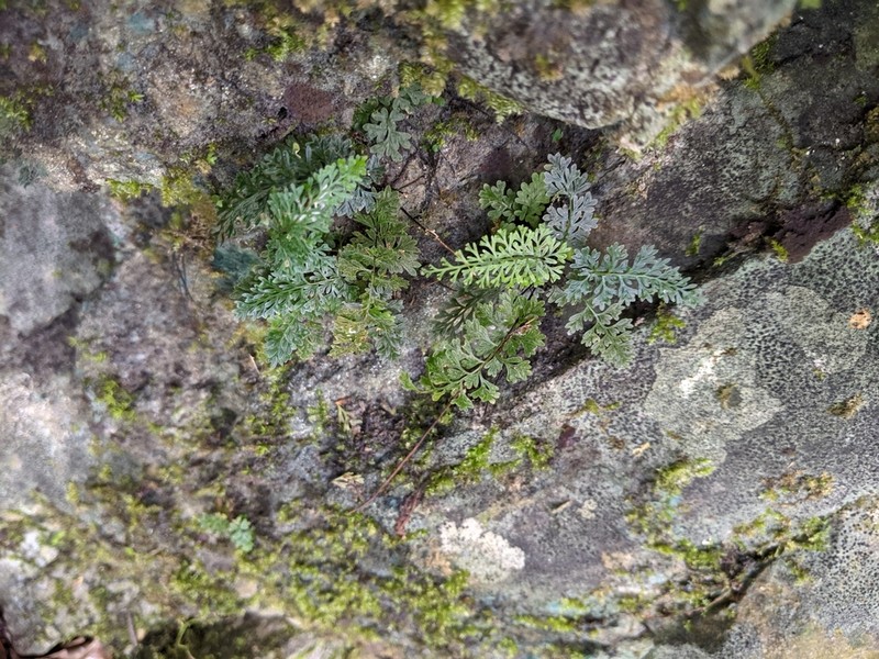 Asplenium pulcherrimum photo 2