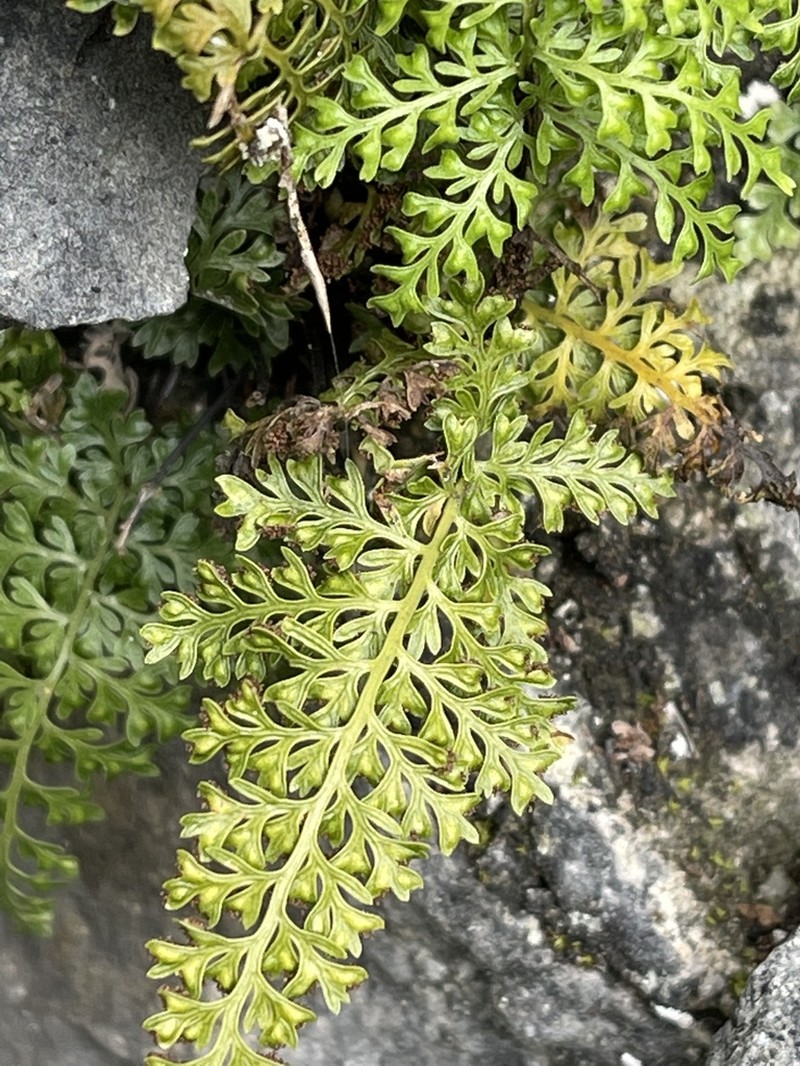 Asplenium pulcherrimum photo 3