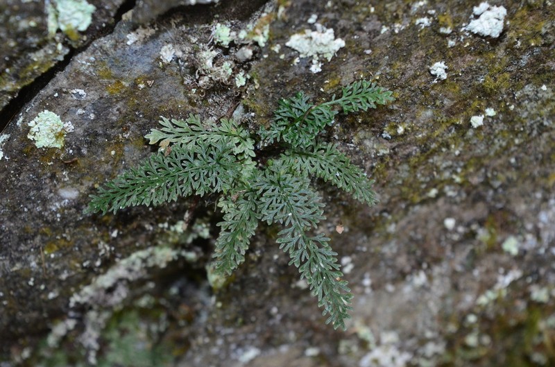 Asplenium pulcherrimum photo 4