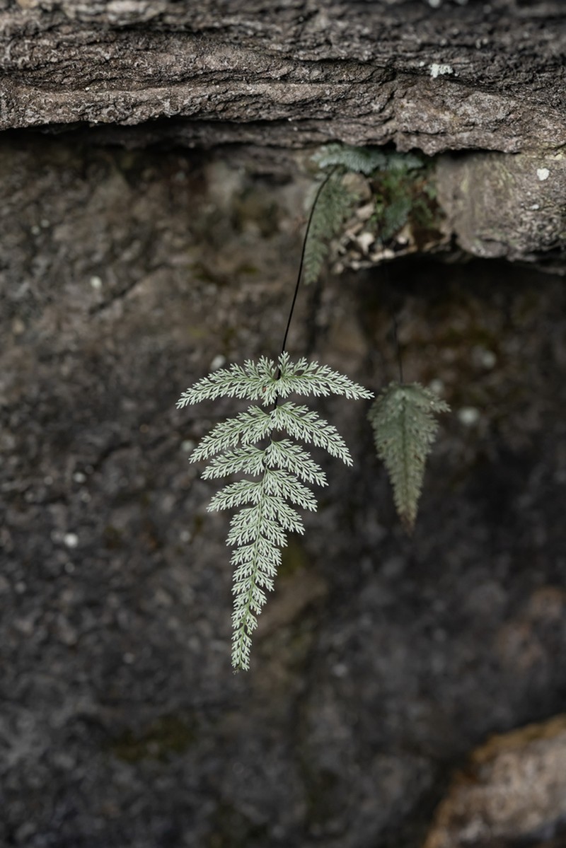 Asplenium pulcherrimum photo 5