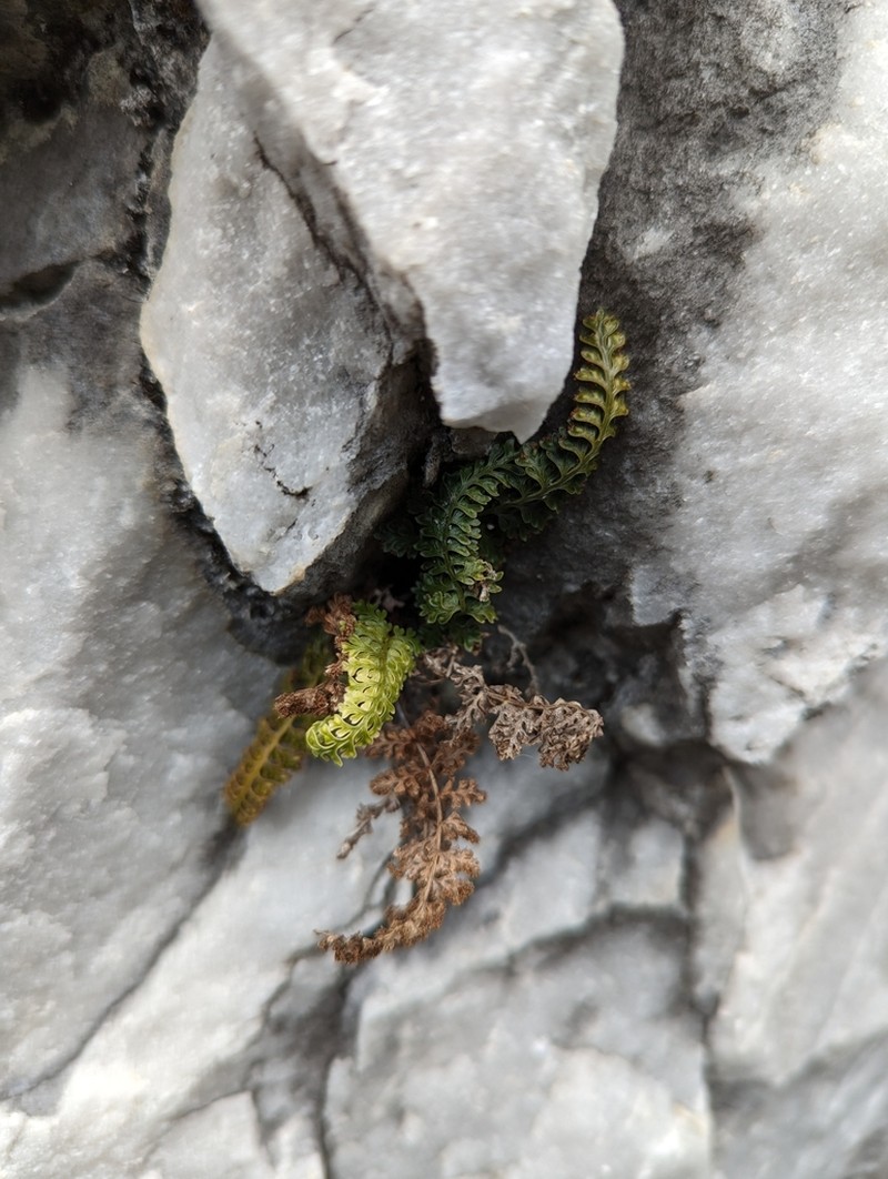 Asplenium pulcherrimum photo 6