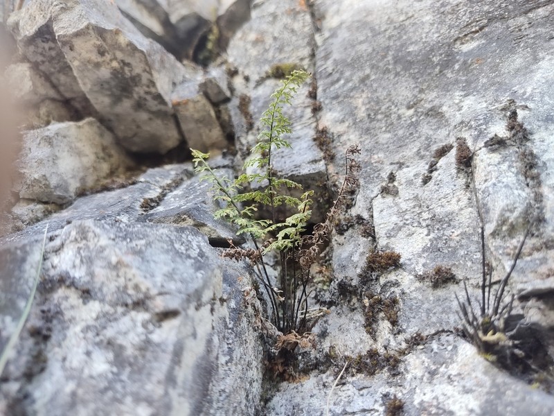 Asplenium pulcherrimum photo 7