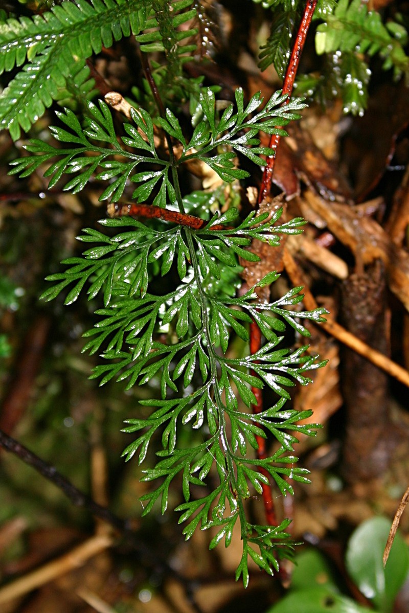 Asplenium pulcherrimum photo 8