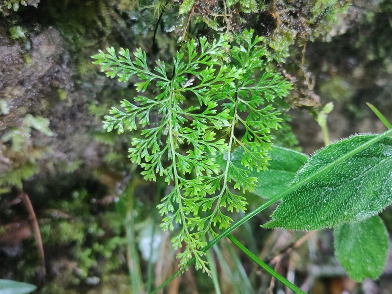 Asplenium pulcherrimum