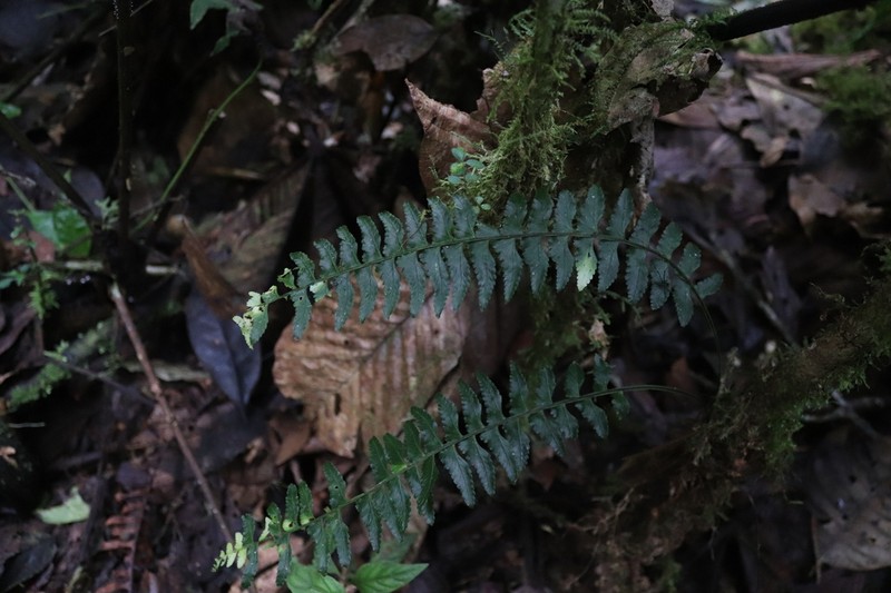 Asplenium pululahuae