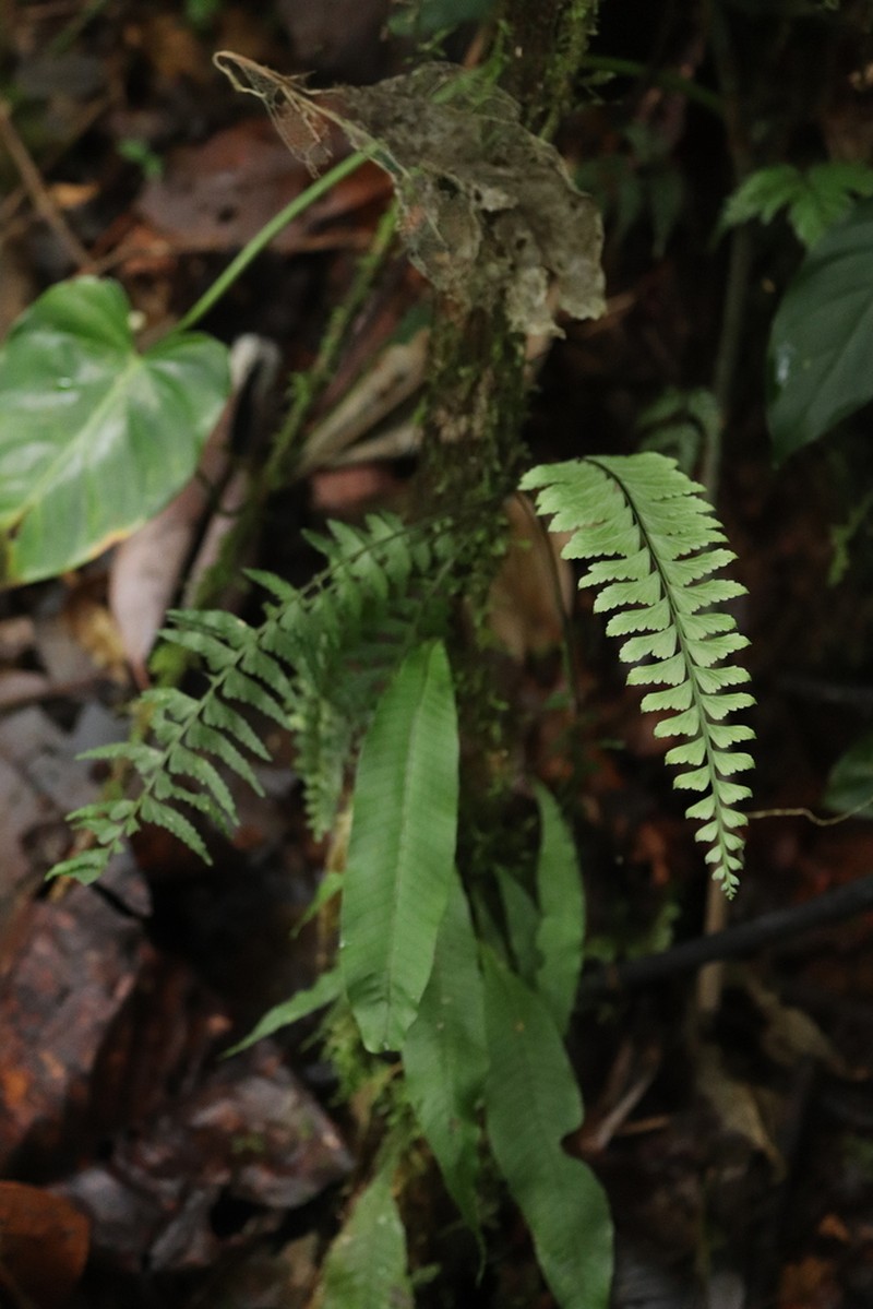 Asplenium pululahuae photo 3