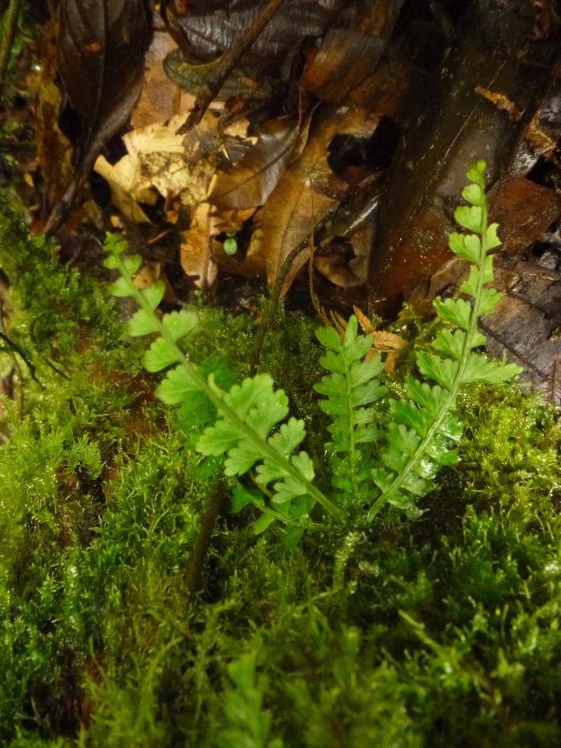 Asplenium pululahuae photo 4