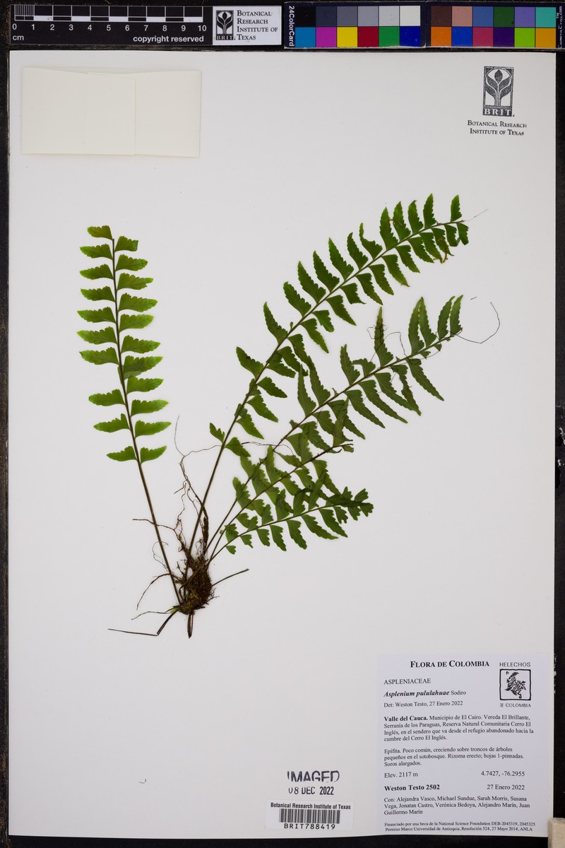 Asplenium pululahuae photo 5