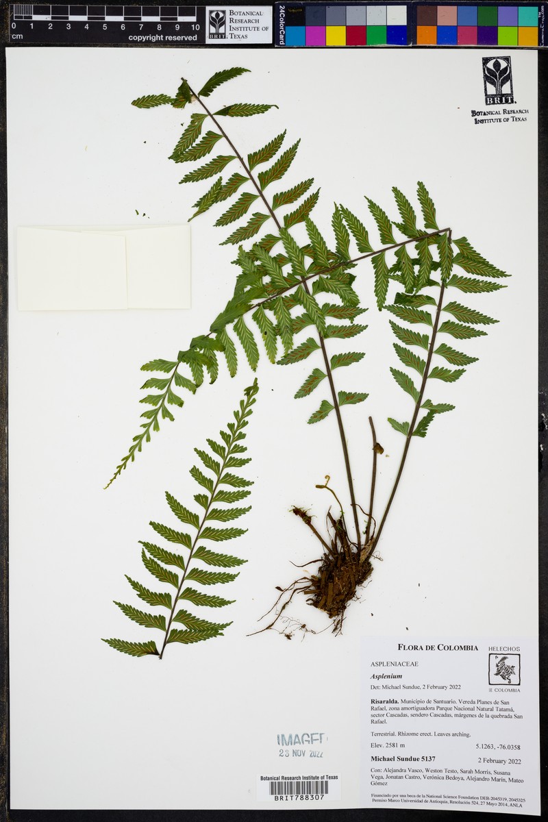 Asplenium pululahuae photo 6