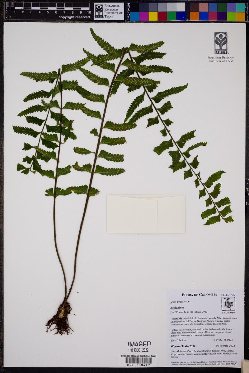 Asplenium pululahuae photo 7