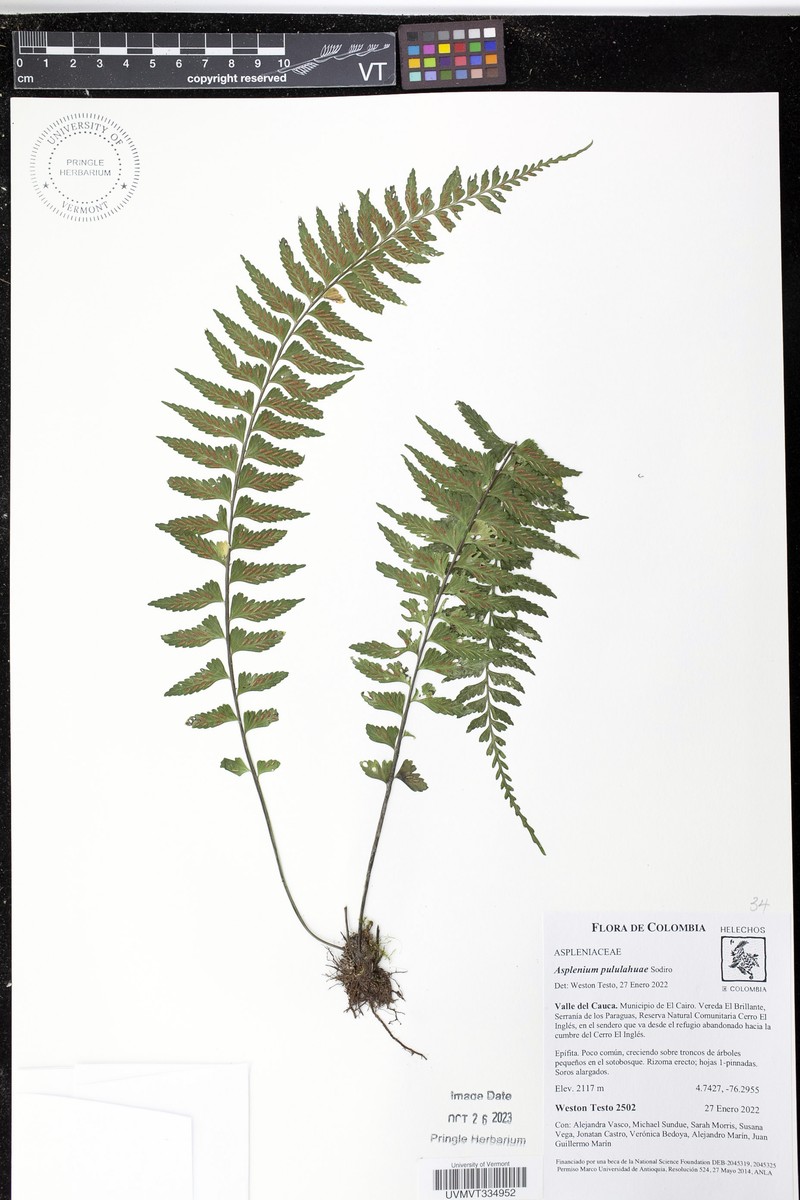 Asplenium pululahuae