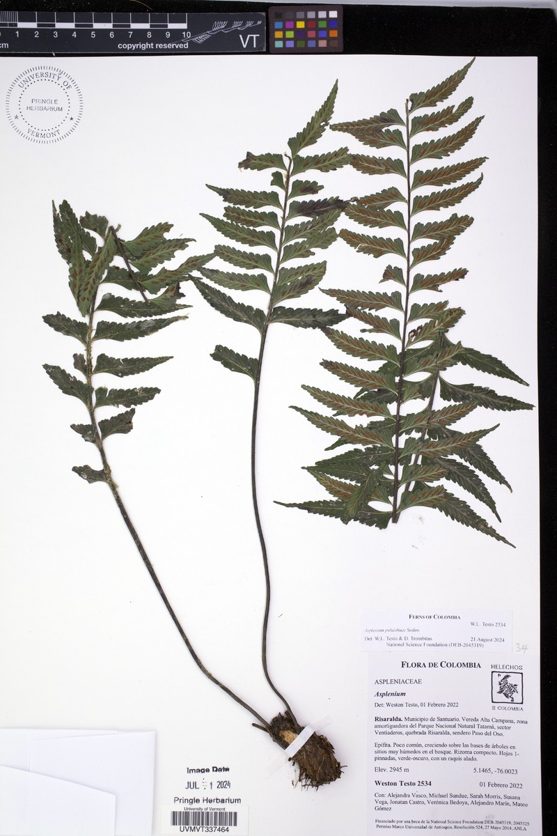 Asplenium pululahuae photo 2