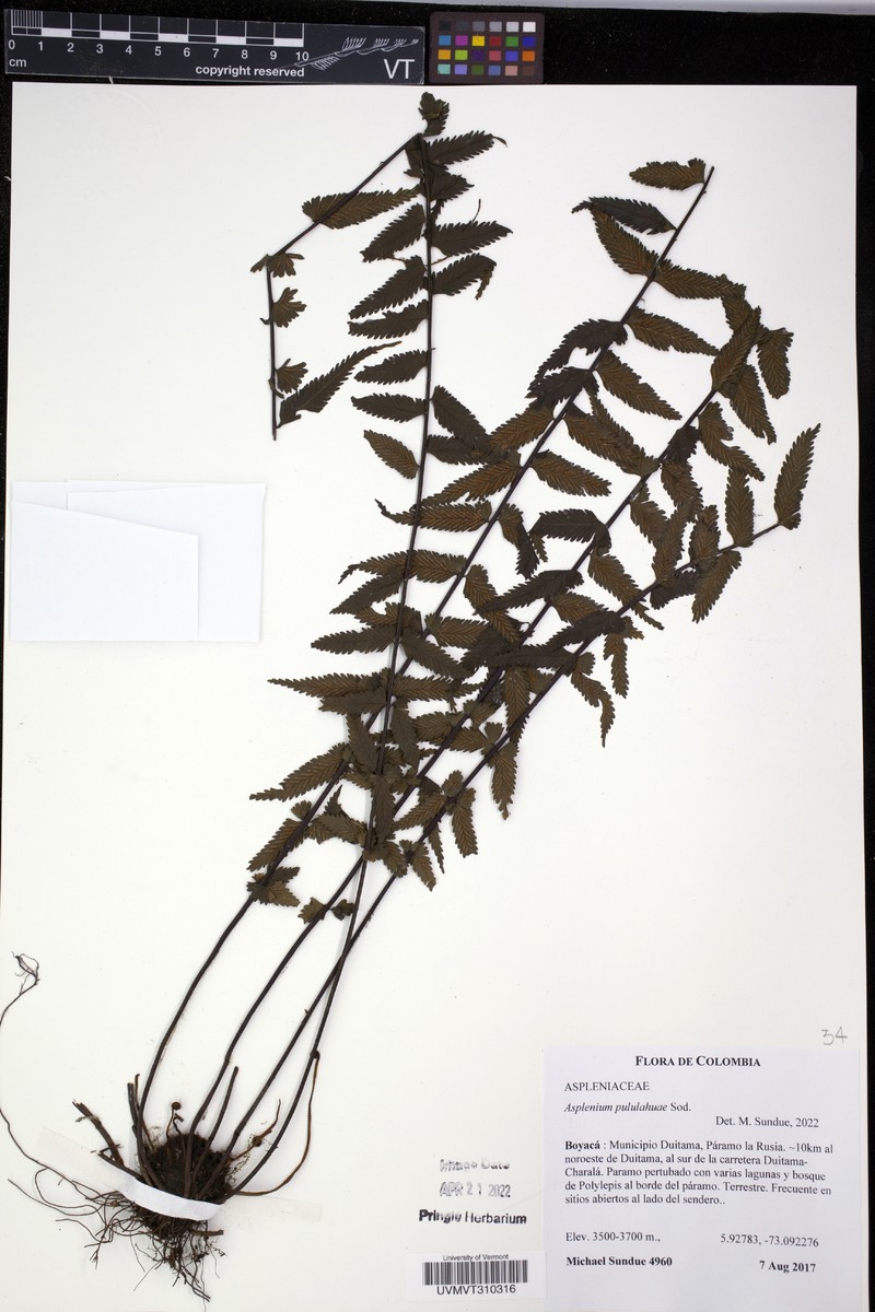 Asplenium pululahuae photo 3