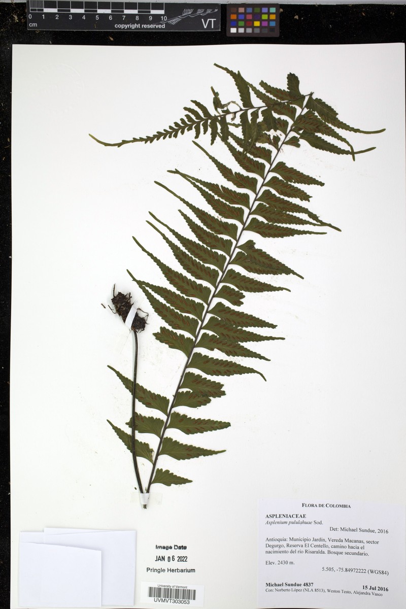 Asplenium pululahuae photo 4