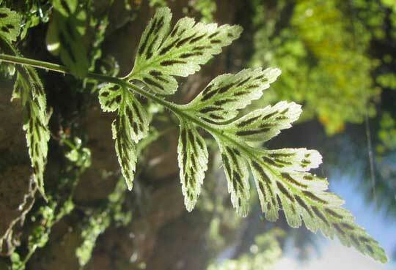 Dwarf Spleenwort