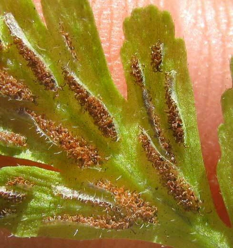 Dwarf Spleenwort photo 2