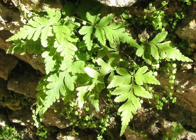 Dwarf Spleenwort photo 3