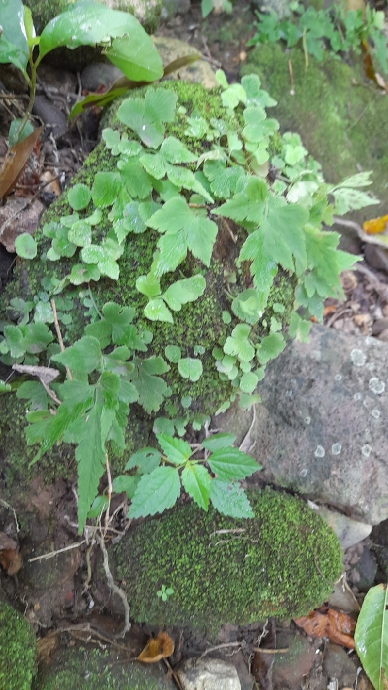 Dwarf Spleenwort photo 4