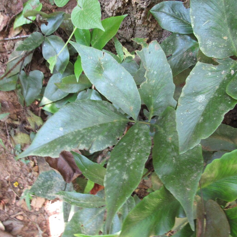 Asplenium purdieanum