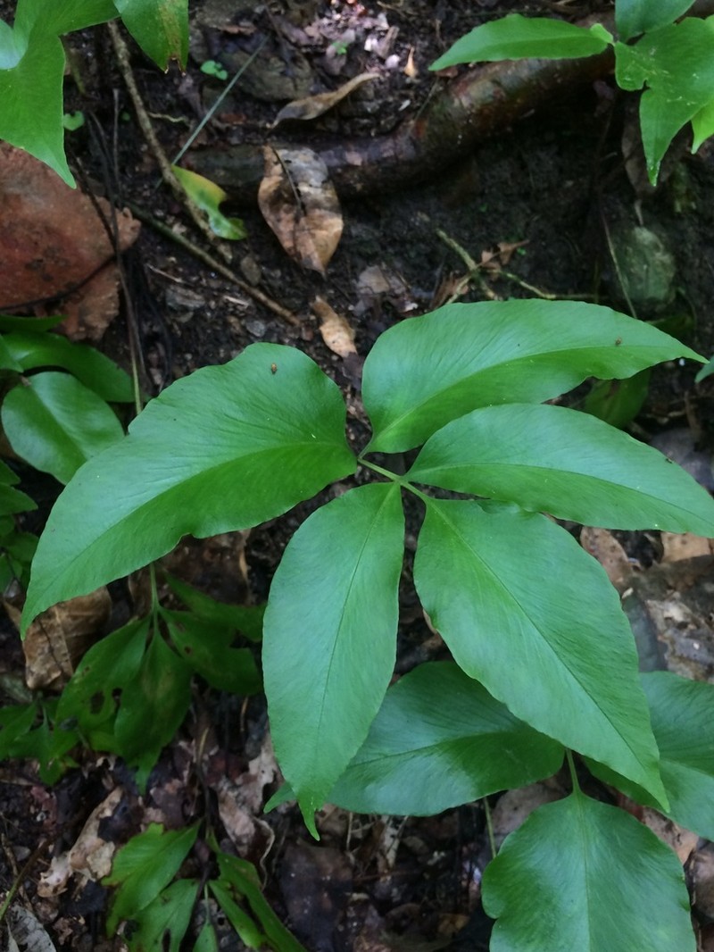 Asplenium purdieanum photo 3