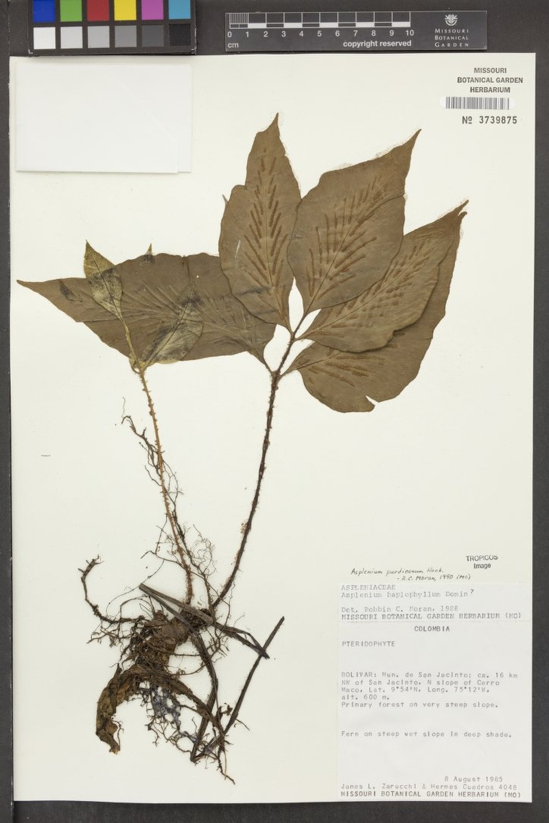 Asplenium purdieanum photo 4