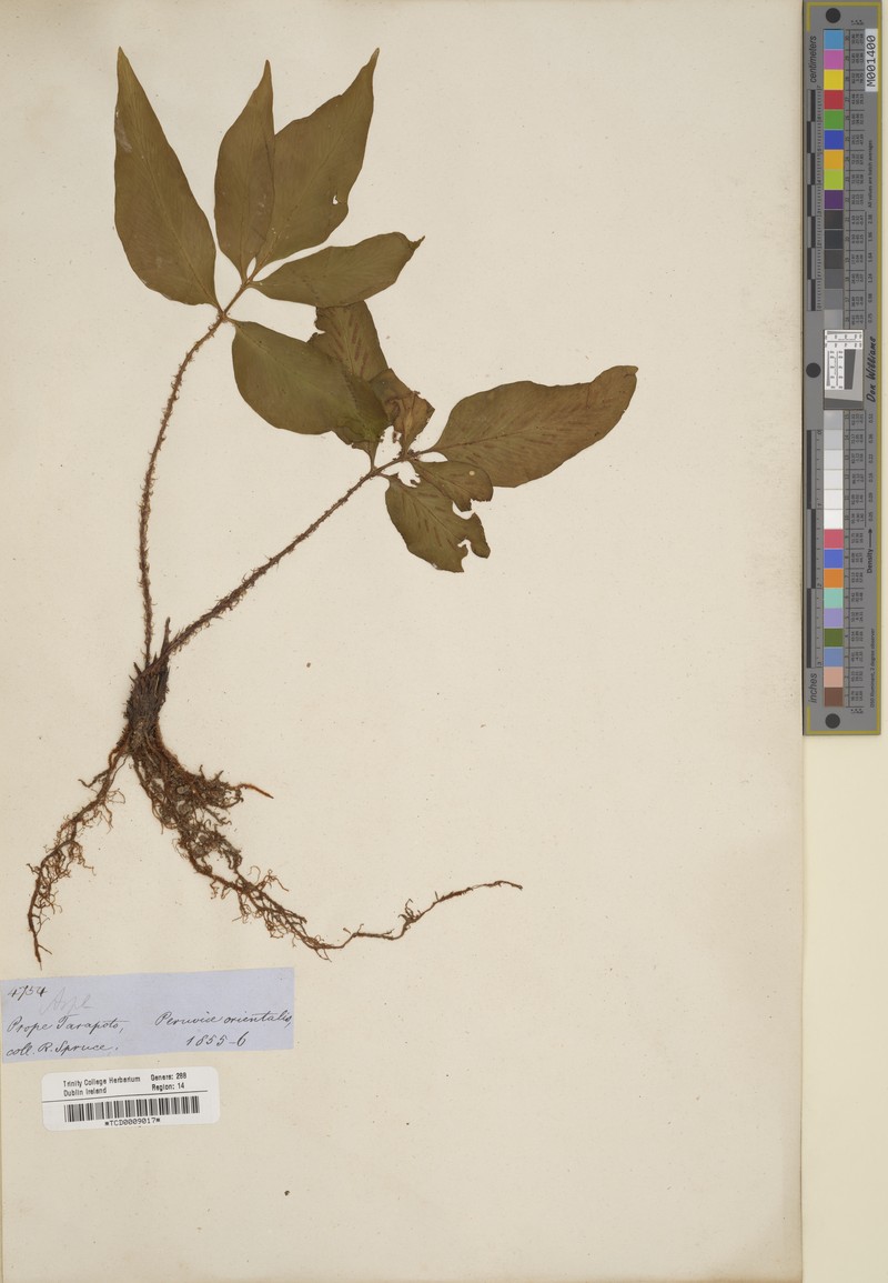 Asplenium purdieanum photo 5