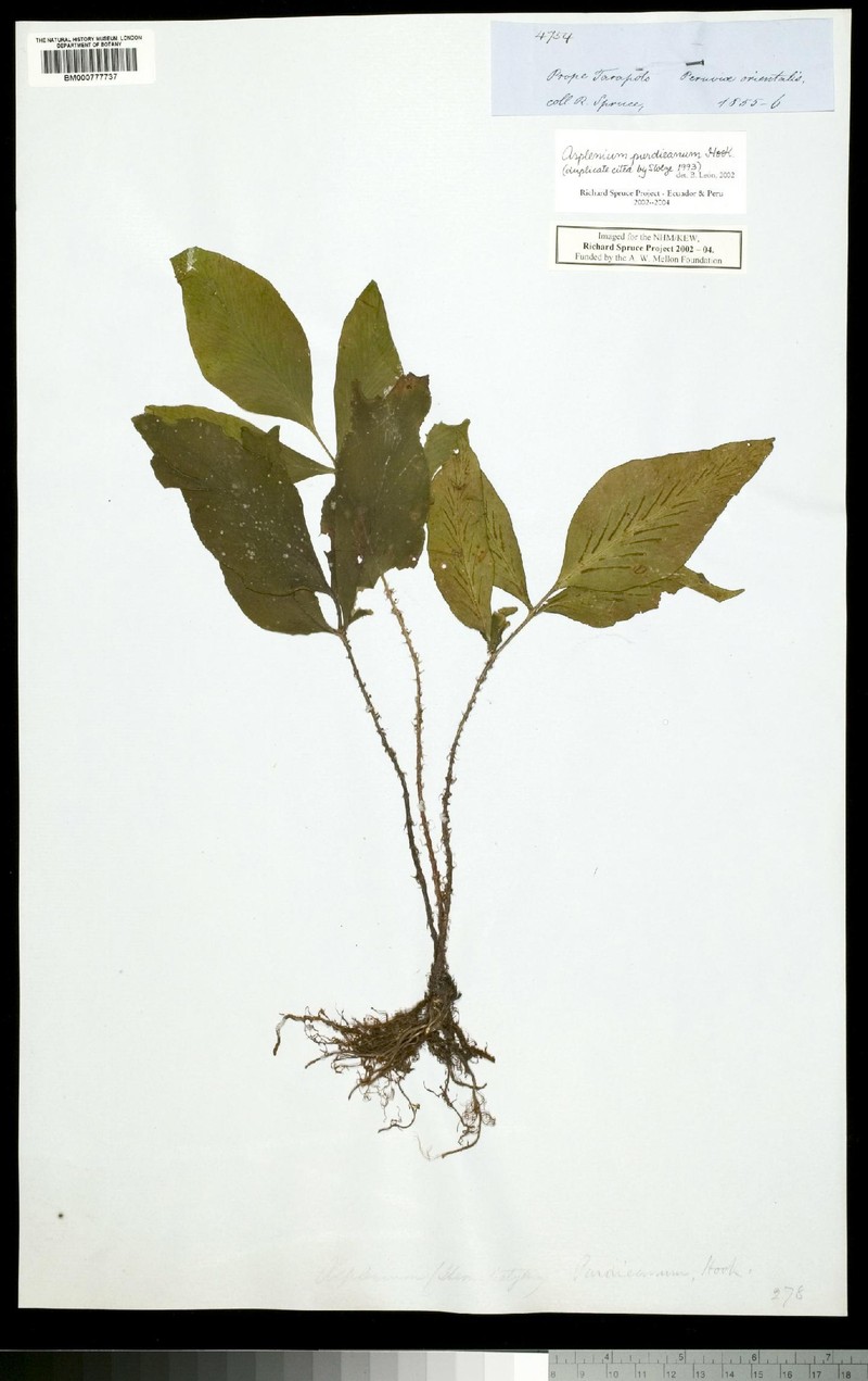 Asplenium purdieanum photo 6