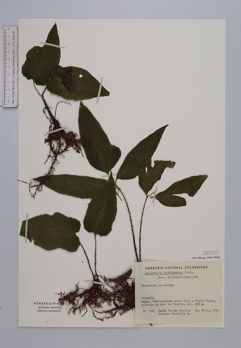 Asplenium purdieanum