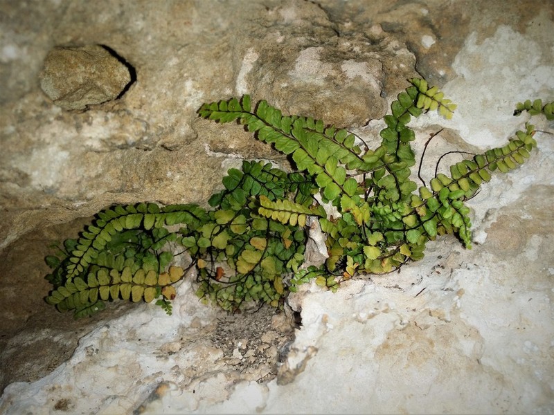 Asplenium quadrivalens