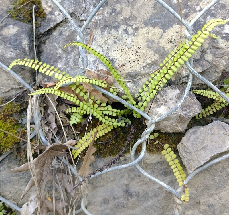 Asplenium quadrivalens photo 2