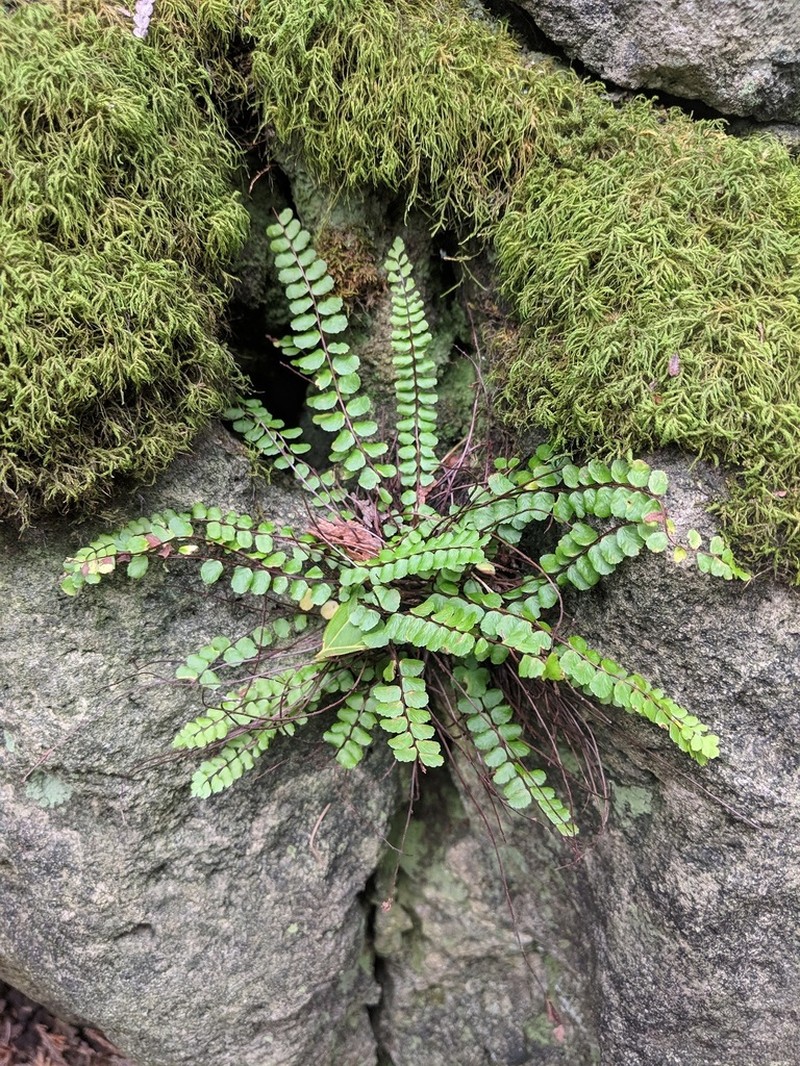 Asplenium quadrivalens photo 3