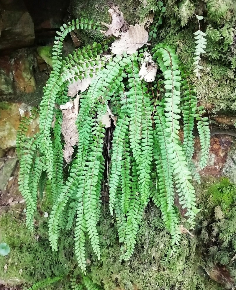 Asplenium quadrivalens photo 4